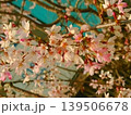春の訪れを告げる桜 139506678