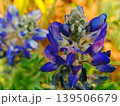 紫色の花を咲かせた植物のアップで撮影した写真 139506679