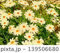 白い花 139506680