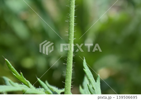 ナガミヒナゲシの茎と葉 ナガミヒナゲシの茎と葉 139506695
