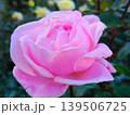 ピンク色の薔薇の花が咲いています 139506725