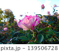 バラの花、薄い赤色、 139506728