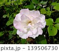 白いバラ 139506730