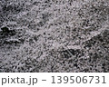 雪の降った朝の桜 139506731