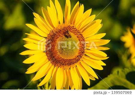 Close up of yellow sunflower with honey bee working collecting pollen. Provence in France. Close up of yellow sunflower with honey bee working collecting pollen. Provence in France. 139507069