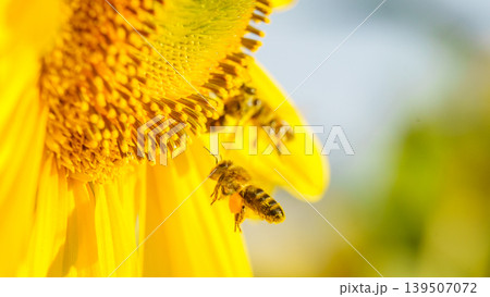 Close up of yellow sunflower with honey bee working collecting pollen. Provence in France. Close up of yellow sunflower with honey bee working collecting pollen. Provence in France. 139507072