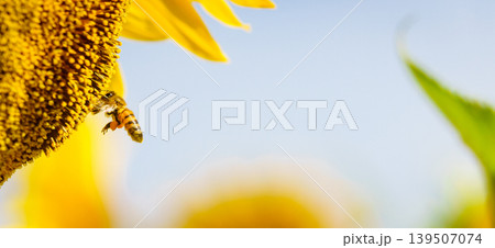 Close up of yellow sunflower with honey bee working collecting pollen. Provence in France. Close up of yellow sunflower with honey bee working collecting pollen. Provence in France. 139507074