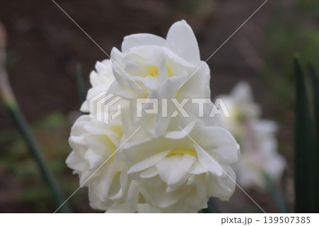 早春の庭に咲く白い八重咲きのフサザキスイセンの花 早春の庭に咲く白い八重咲きのフサザキスイセンの花 139507385