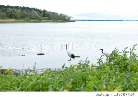 根室風連湖のタンチョウ 根室風連湖のタンチョウ 139507414