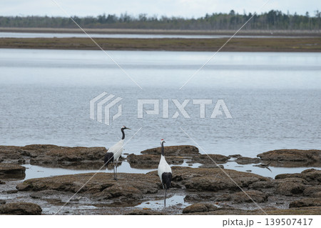 根室風連湖のタンチョウ 根室風連湖のタンチョウ 139507417