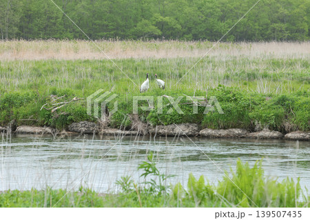 釧路湿原国立公園釧路川とタンチョウのペア 釧路湿原国立公園釧路川とタンチョウのペア 139507435