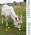 White goat eating apples in a green pasture. Farm animal enjoying fresh fruit in an outdoor countryside setting 139507560