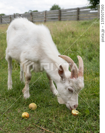 White goat eating apples in a green pasture. Farm animal enjoying fresh fruit in an outdoor countryside setting White goat eating apples in a green pasture. Farm animal enjoying fresh fruit in an outdoor countryside setting 139507560