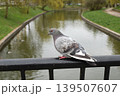 Blue-gray pigeon perched on a bridge railing above calm water. A quiet urban wildlife moment beside a park canal 139507607