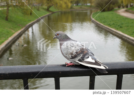 Blue-gray pigeon perched on a bridge railing above calm water. A quiet urban wildlife moment beside a park canal Blue-gray pigeon perched on a bridge railing above calm water. A quiet urban wildlife moment beside a park canal 139507607