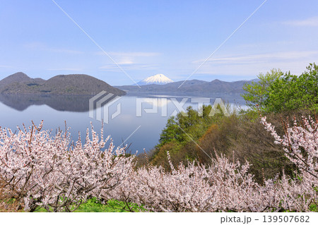北海道壮瞥町、満開の梅に包まれた壮瞥公園から眺める羊蹄山と洞爺湖【5月】 139507682