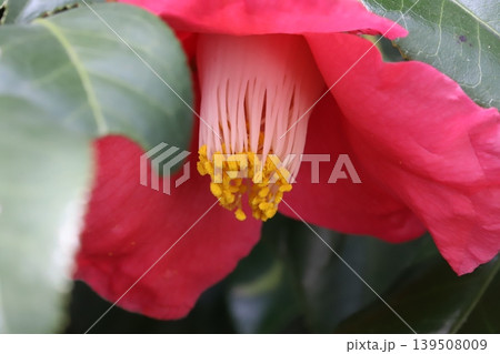 早春の庭に咲く赤い花びらに白い雄しべに黄色い葯を持つ椿の花 139508009