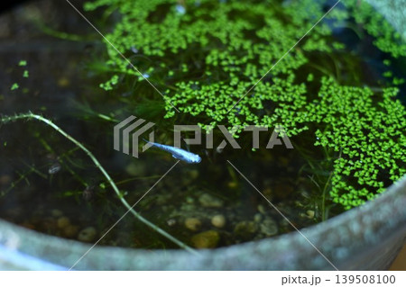 水草と青いメダカ 水草と青いメダカ 139508100