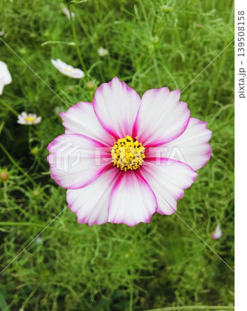 秋の花コスモスが咲いています 秋の花コスモスが咲いています 139508158