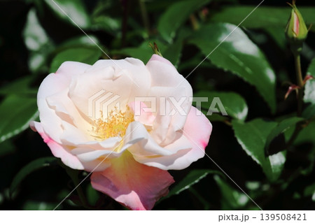 淡いピンクが優しいバラの花 淡いピンクが優しいバラの花 139508421
