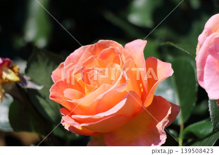 光に透ける花びらが美しいバラ 光に透ける花びらが美しいバラ 139508423