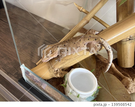 A gecko is climbing on a piece of bamboo inside a glass terrariu A gecko is climbing on a piece of bamboo inside a glass terrariu 139508542