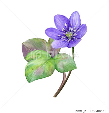 Spring flower. Watercolor illustration of purple hepatica flower with leaves. Hand-painted botanical art isolated on white, ideal for packaging, fabric, stationery and branding 139508548