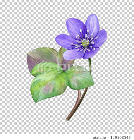 Spring flower. Watercolor illustration of purple hepatica flower with leaves. Hand-painted botanical art isolated on white, ideal for packaging, fabric, stationery and branding 139508548