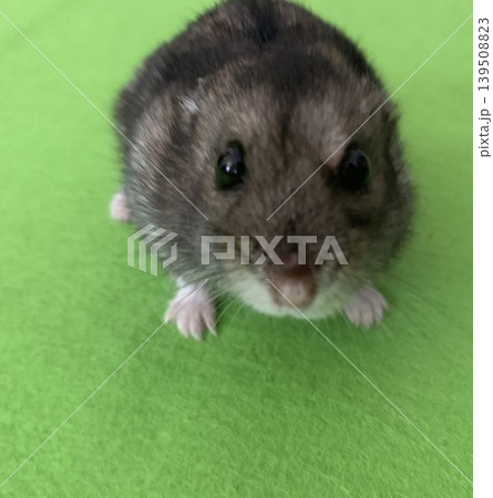やんのかポーズハムスター 139508823