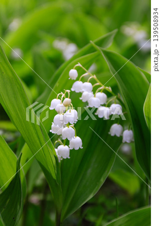 北海道平取町、芽生すずらん群生地で咲く野生のスズラン【6月】 139508934