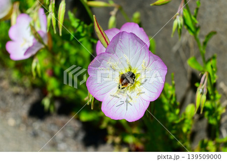 花粉が付いた蜂 花粉が付いた蜂 139509000