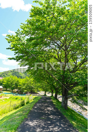 初夏の公園 初夏の公園 139509005