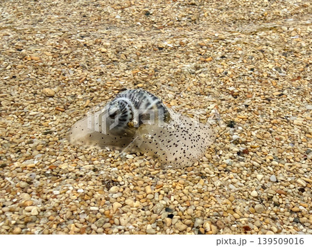 タマガイ進行中 タマガイ進行中 139509016