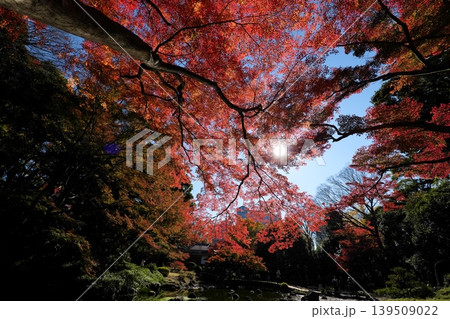 紅葉を求めて 139509022