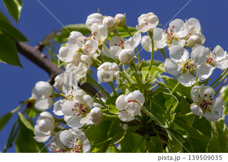 Branch of blooming pear tree . White flowers on a pear tree. Spring background 139509035