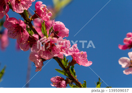 Beautiful Pink Peach Blossoms in a Garden, Pink Peach Flowers Blooming on Peach Tree, Beautiful peach flowers close up - as background, Flowering branch of fruit flower closeup Beautiful Pink Peach Blossoms in a Garden, Pink Peach Flowers Blooming on Peach Tree, Beautiful peach flowers close up - as background, Flowering branch of fruit flower closeup 139509037