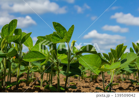 Young soybean plants growing in a lush field under a blue sky with fluffy clouds during daytime in the early stages of the growing season 139509042