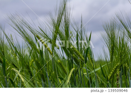 Green wheat field swaying gently in the breeze under a cloudy sky during the daytime in a rural setting 139509046