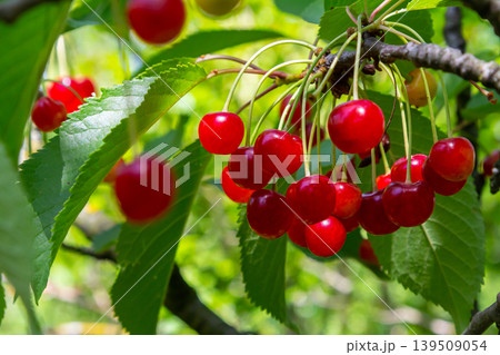 Fresh cherries hanging from a vibrant green tree ready for harvest in the warm summer sun in a serene orchard 139509054