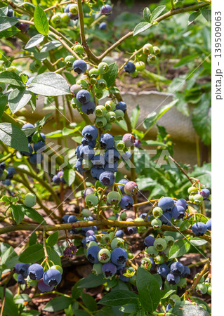 A vibrant blue huckleberry bush displaying clusters of ripening blueberries in a well-tended garden A vibrant blue huckleberry bush displaying clusters of ripening blueberries in a well-tended garden 139509063