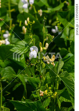 White flowering beans thriving in lush green vegetation during a sunny daytime in a garden environment White flowering beans thriving in lush green vegetation during a sunny daytime in a garden environment 139509064