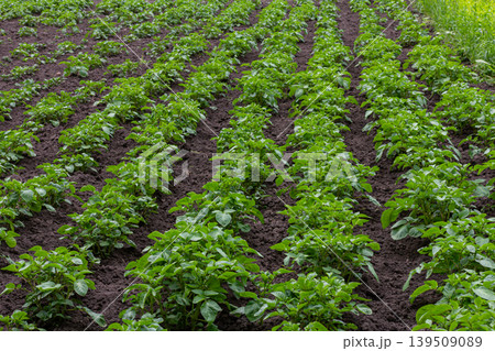 Rows of lush green potato plants in a well-tended field reflecting a sunny day in early summer Rows of lush green potato plants in a well-tended field reflecting a sunny day in early summer 139509089