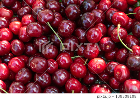 Fresh cherries gathered at a local market during summer showcasing vibrant red color and glossy texture for a seasonal treat Fresh cherries gathered at a local market during summer showcasing vibrant red color and glossy texture for a seasonal treat 139509109