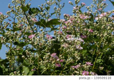 European Dewberry thriving in a sunny meadow with delicate pink and white flowers attracting pollinators during the warm spring season 139509110