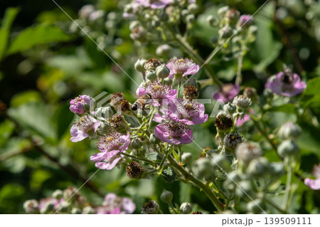 European Dewberry blossoms attract pollinators in a lush green environment during late spring in a forest European Dewberry blossoms attract pollinators in a lush green environment during late spring in a forest 139509111