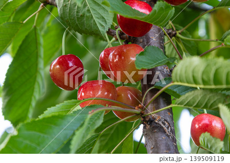 Sweet cherries hang from branches under lush green leaves in a vibrant orchard during the peak of summer showcasing nature's bountiful harvest Sweet cherries hang from branches under lush green leaves in a vibrant orchard during the peak of summer showcasing nature's bountiful harvest 139509119