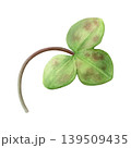 Green anemone hepatica (liverleaf) leaf with brown spots. Hand-drawn watercolor spring leaf isolated on white background. Good for prints, packaging, branding, stationery and plant design 139509435