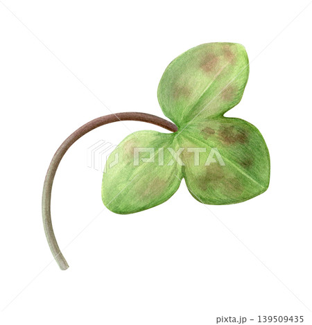 Green anemone hepatica (liverleaf) leaf with brown spots. Hand-drawn watercolor spring leaf isolated on white background. Good for prints, packaging, branding, stationery and plant design Green anemone hepatica (liverleaf) leaf with brown spots. Hand-drawn watercolor spring leaf isolated on white background. Good for prints, packaging, branding, stationery and plant design 139509435