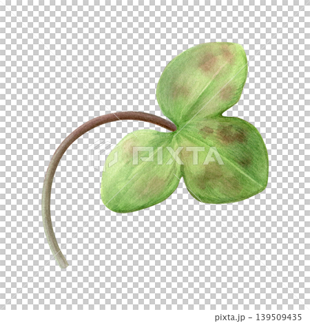 Green anemone hepatica (liverleaf) leaf with brown spots. Hand-drawn watercolor spring leaf isolated on white background. Good for prints, packaging, branding, stationery and plant design Green anemone hepatica (liverleaf) leaf with brown spots. Hand-drawn watercolor spring leaf isolated on white background. Good for prints, packaging, branding, stationery and plant design 139509435