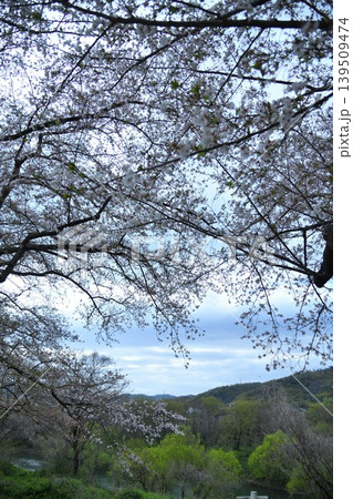 雨上がりの桜の花 139509474